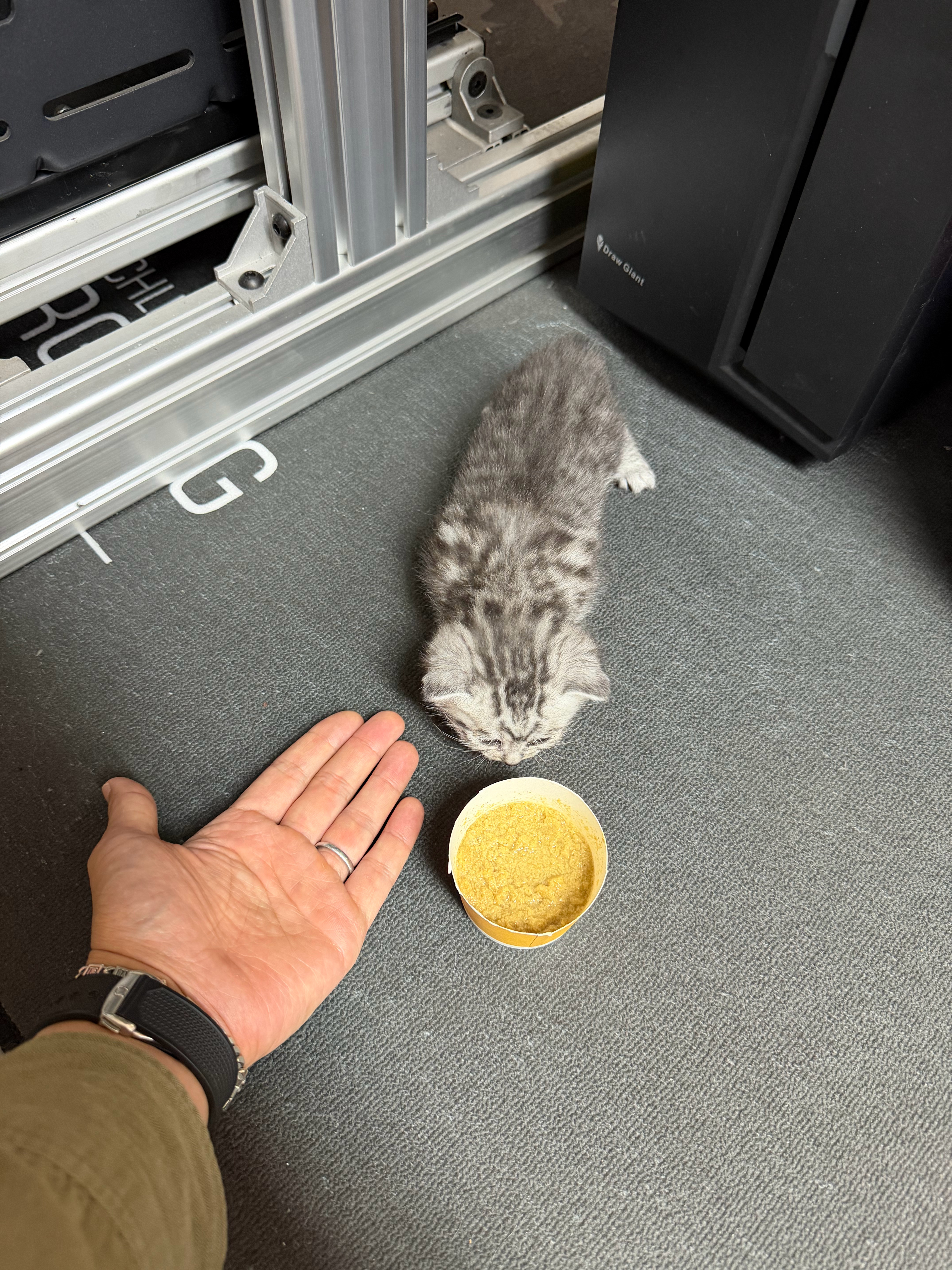 这个小不点，要在公司待几天真奶啊 天津·中国天津自由贸易试验区