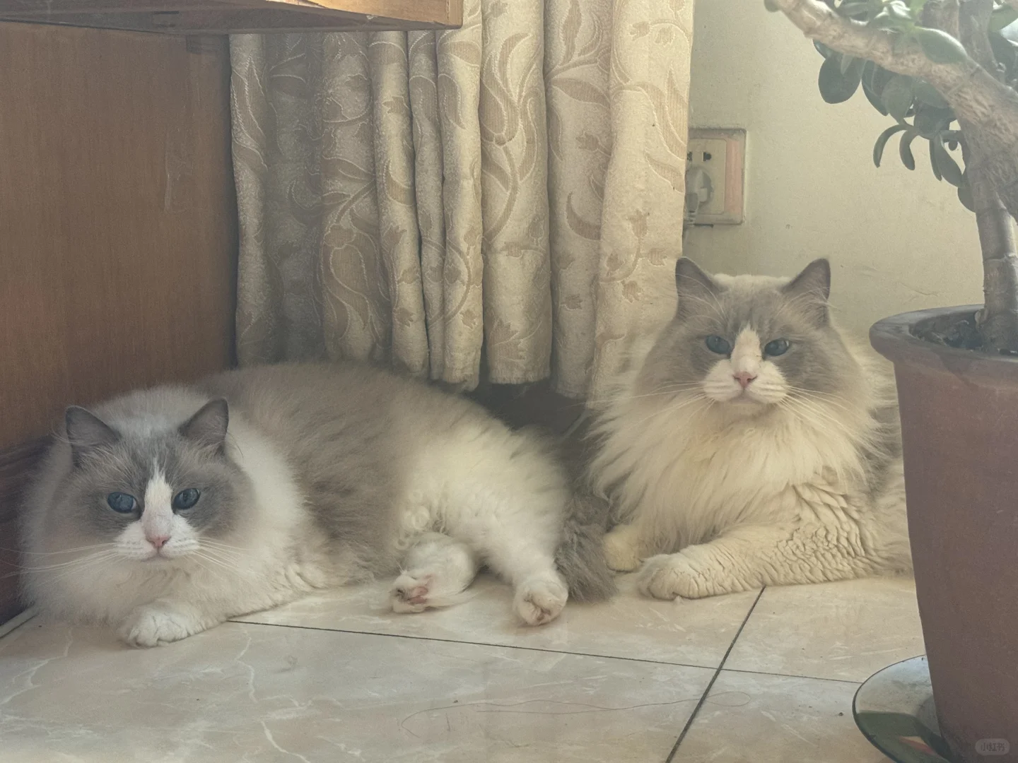 我的猪咪们