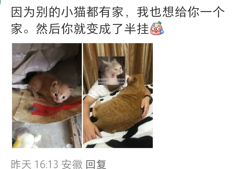 猫猫：妈妈酱，可以再说一遍选中我的故事嘛