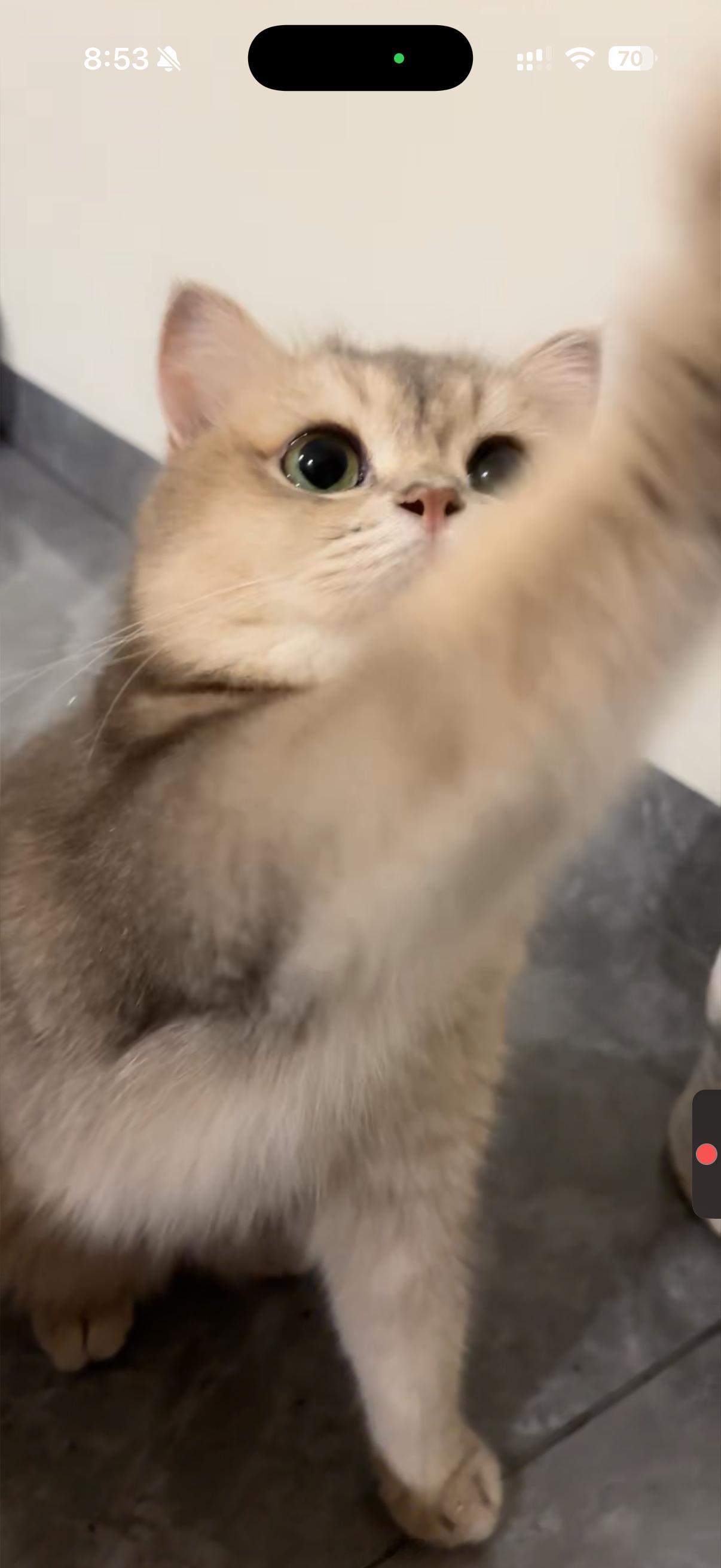 好想念这只水泥猫 ​​​