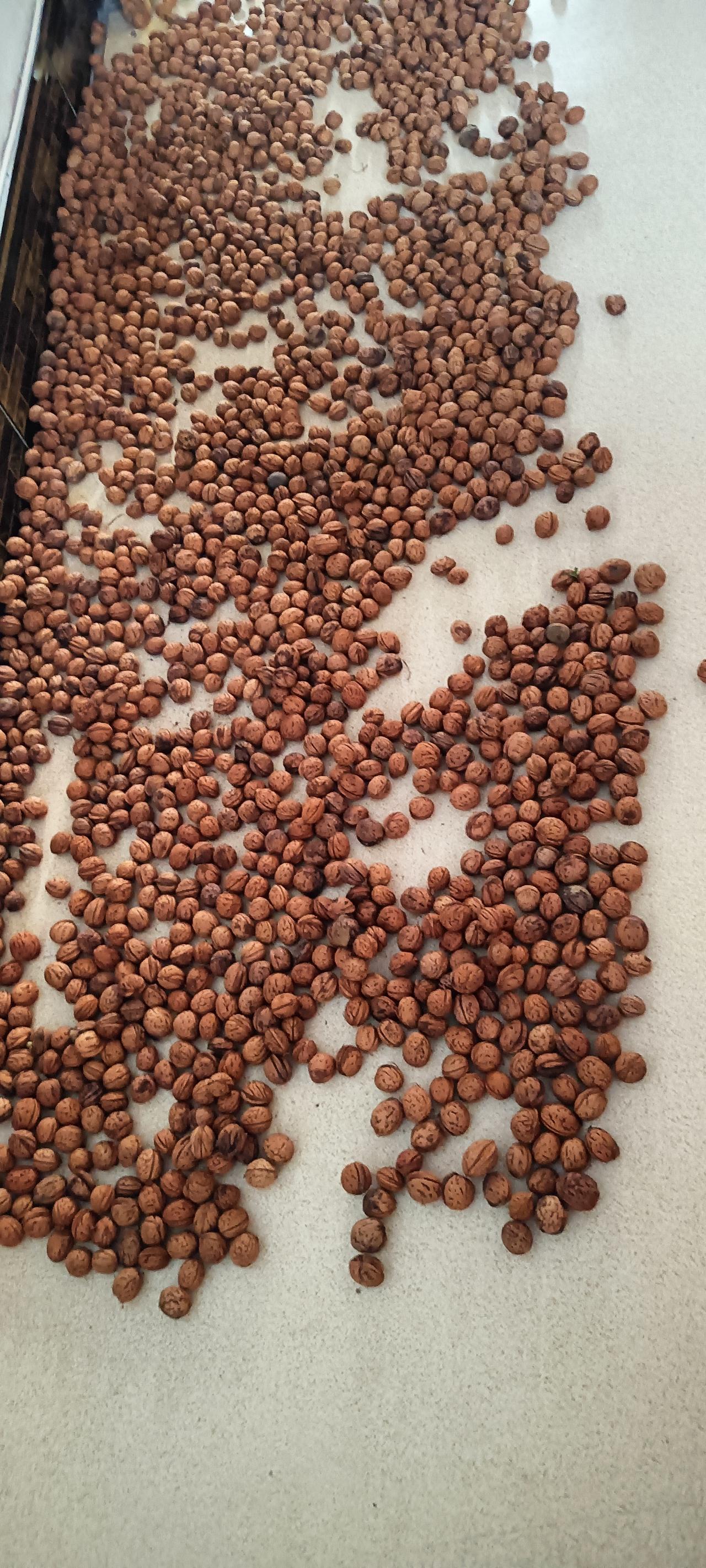 我妈说寒心啊！盼儿盼女没有用啊！
昨晚还是特别热，我们这里还没经历过这么热的天。