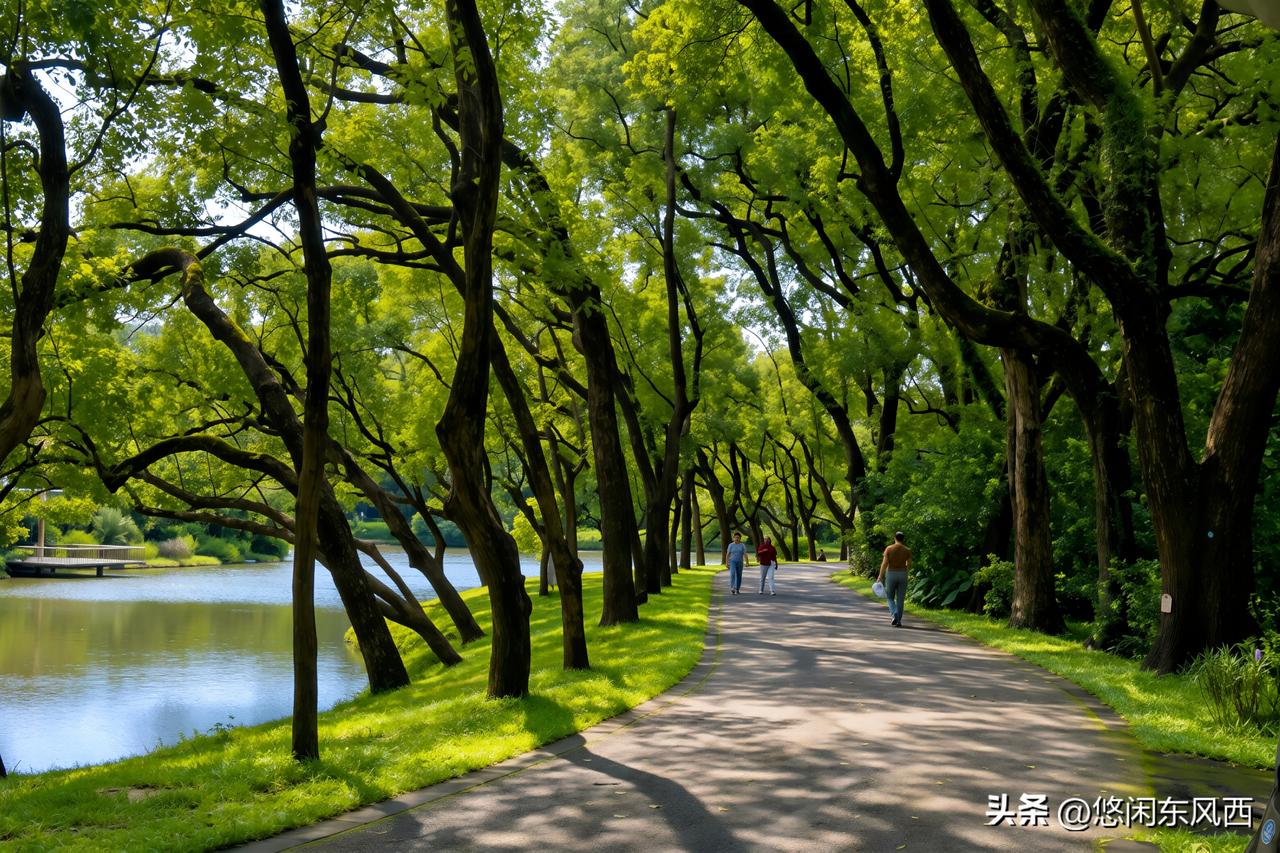 秋风赴华南植物园，捕捉一园湖光绿意（一）
    晨光洒落，秋风初起，正是适合拍