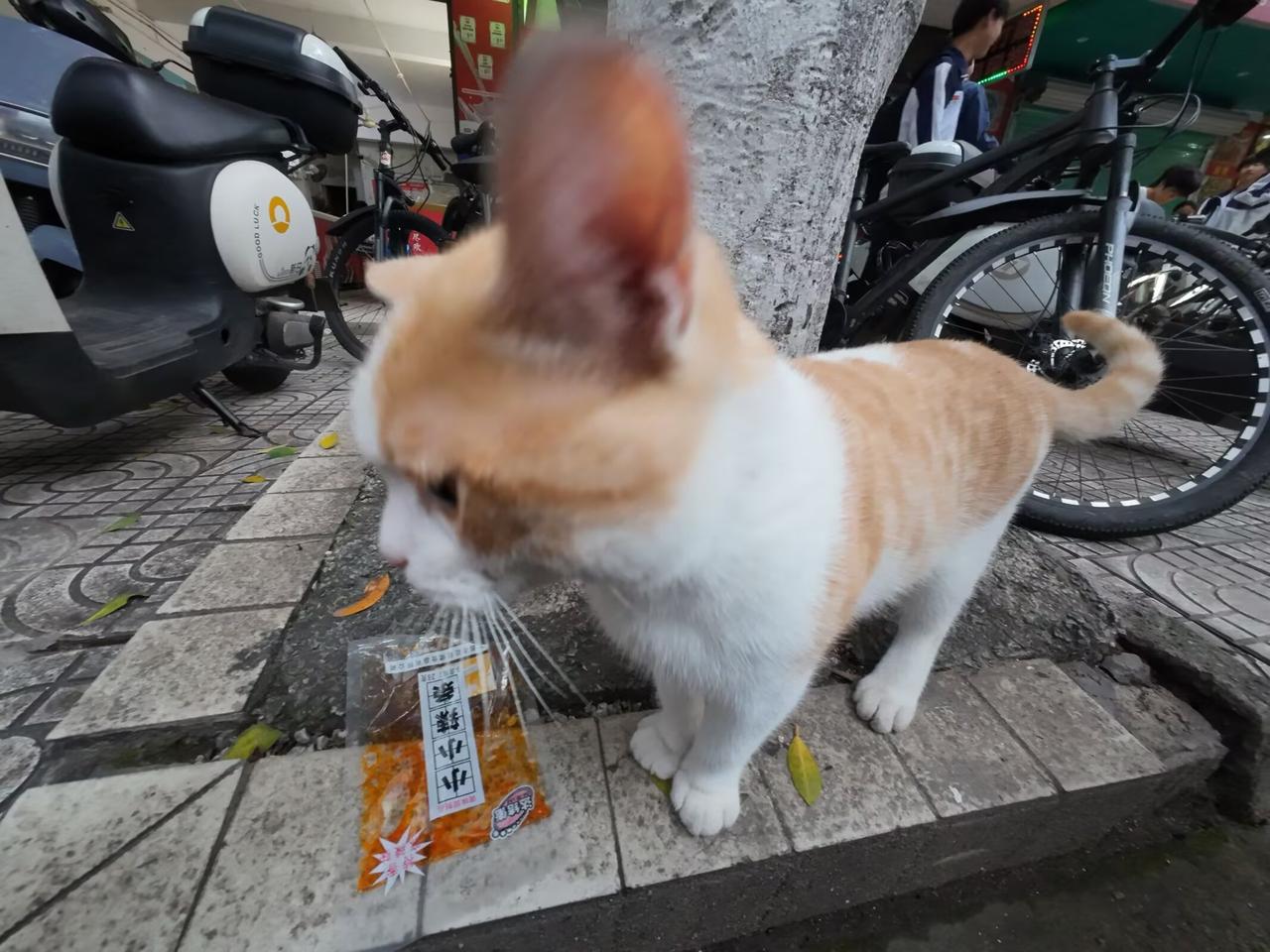 小茂密