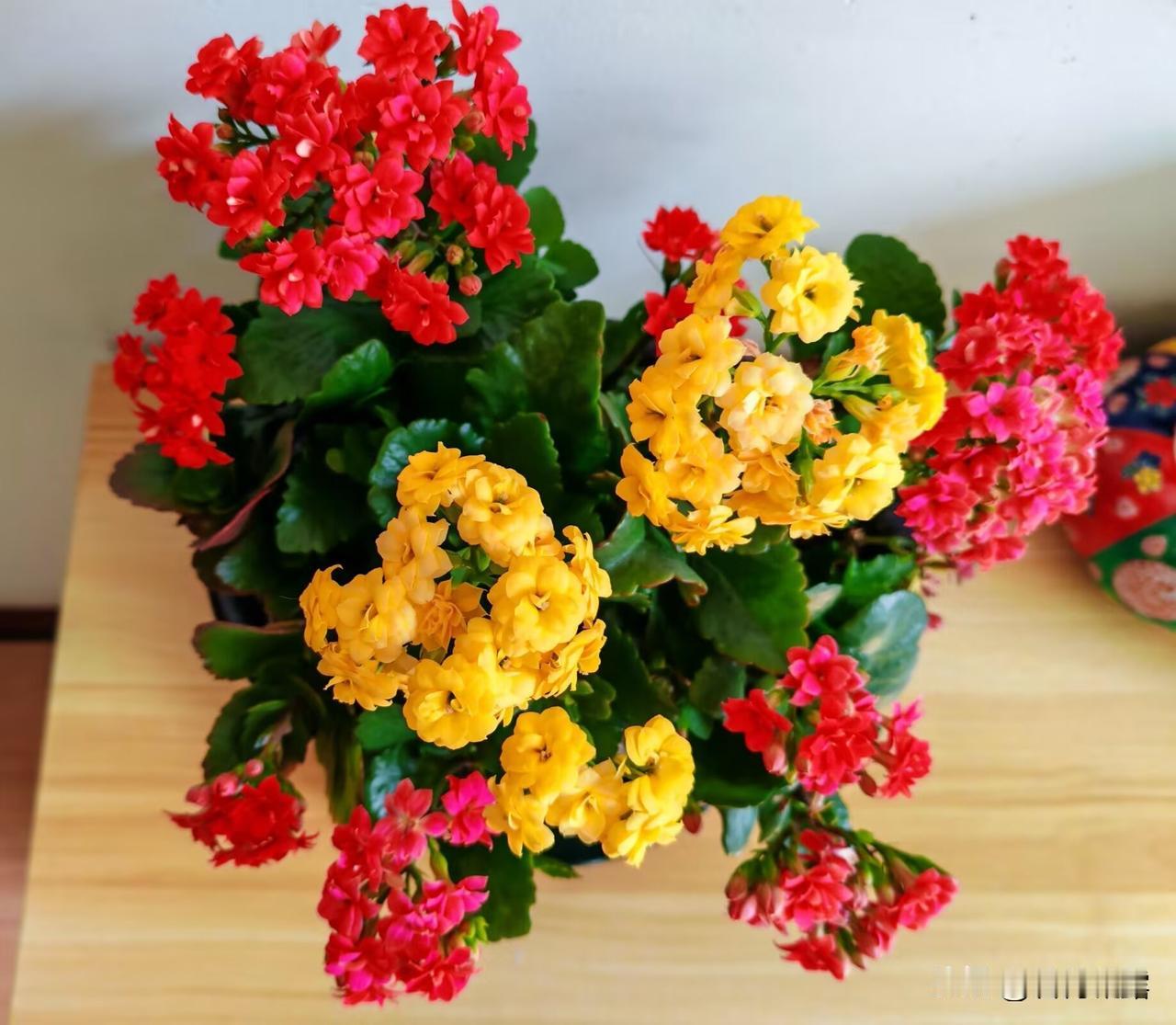 长寿花，在春节前后盛开，洋溢着吉祥和喜庆，是人们很喜爱的花卉，它的品种繁多，色彩