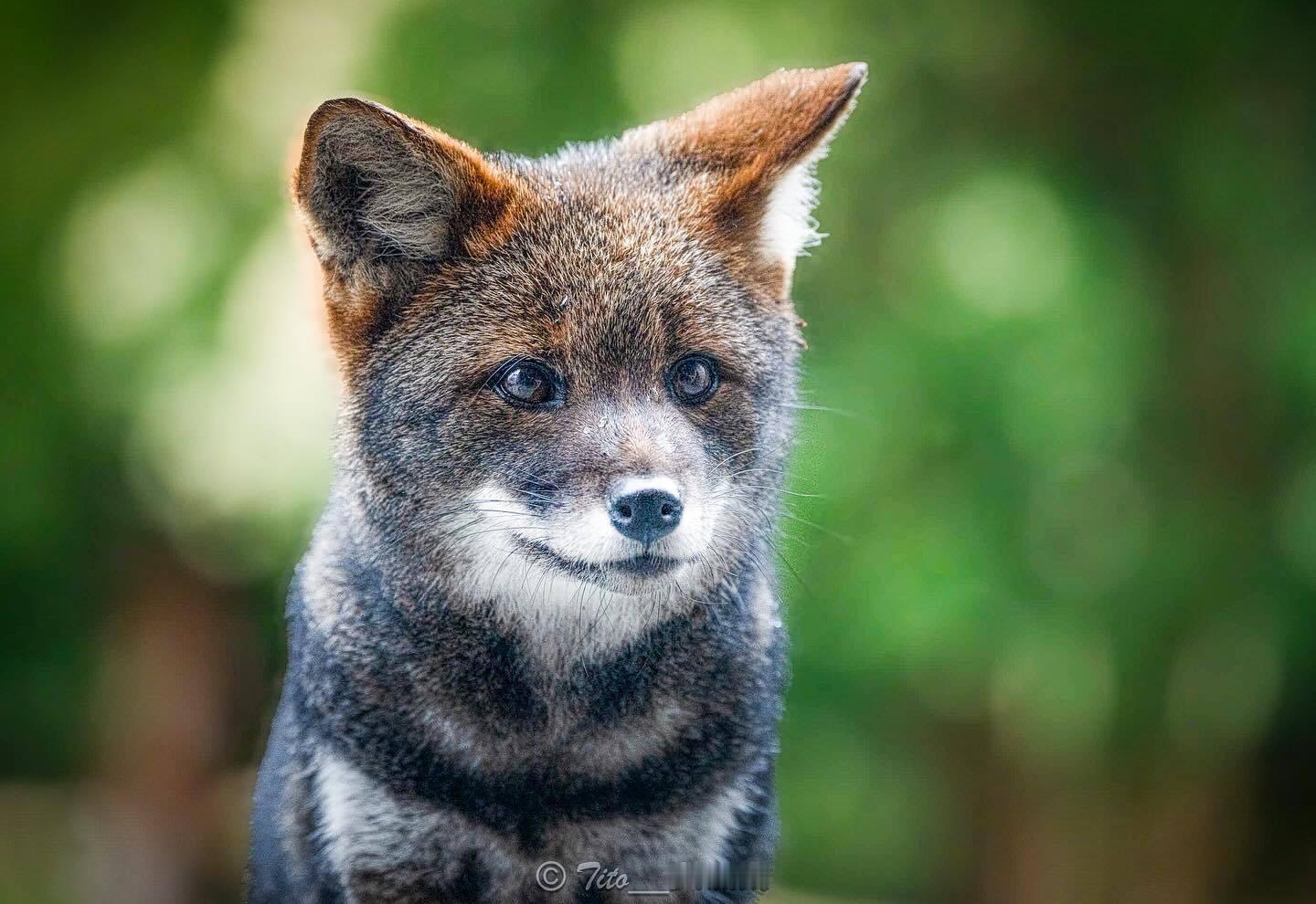 喜新厌旧的我宣布~蝠耳狐不再是我心目中的狐狐Top1了~Top1换成伪狐狐，红耳