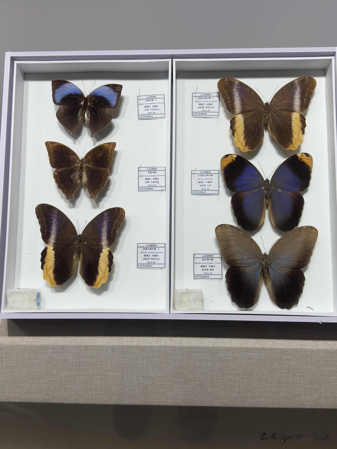 烟台市博物馆展出的蝴蝶，天牛等标本。