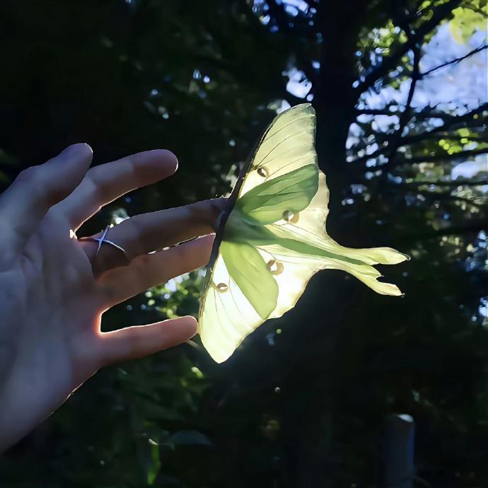 绿色系朋友圈背景图 