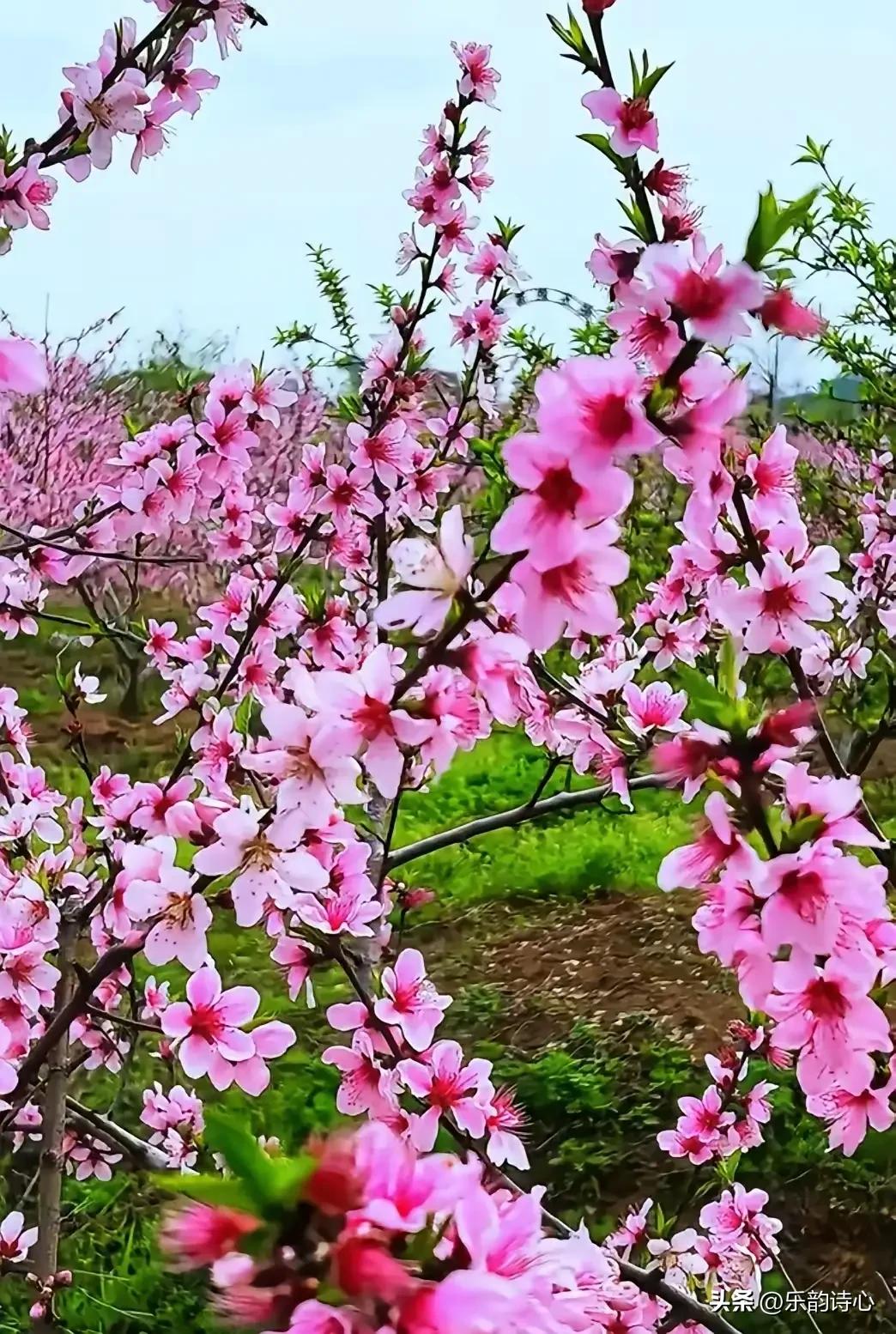 《一缕花香》乐韵诗心原创诗词:
在时光幽谧的回廊深处，
一缕花香，宛如灵动的仙子