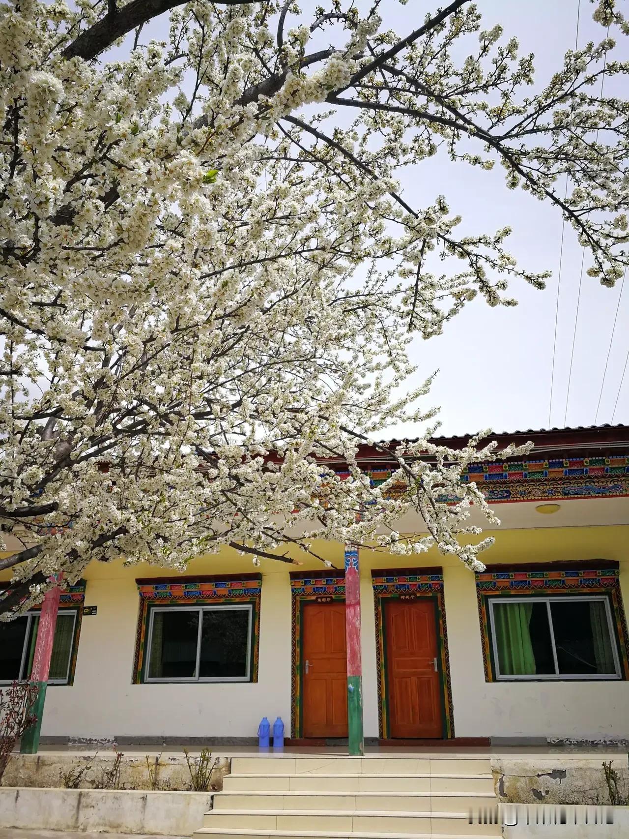 一树李花烂漫开
满园春色诗意来
恰似白雪落满枝
迎风曼舞意悠哉

拍于西藏林芝，