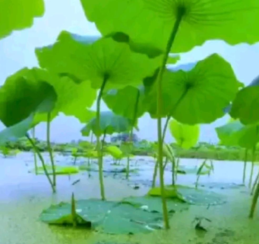 洋洋高锐*芬芳的记忆◎哪年、哪月、哪天也是……六月也是……初夏◎当时的天特别……
