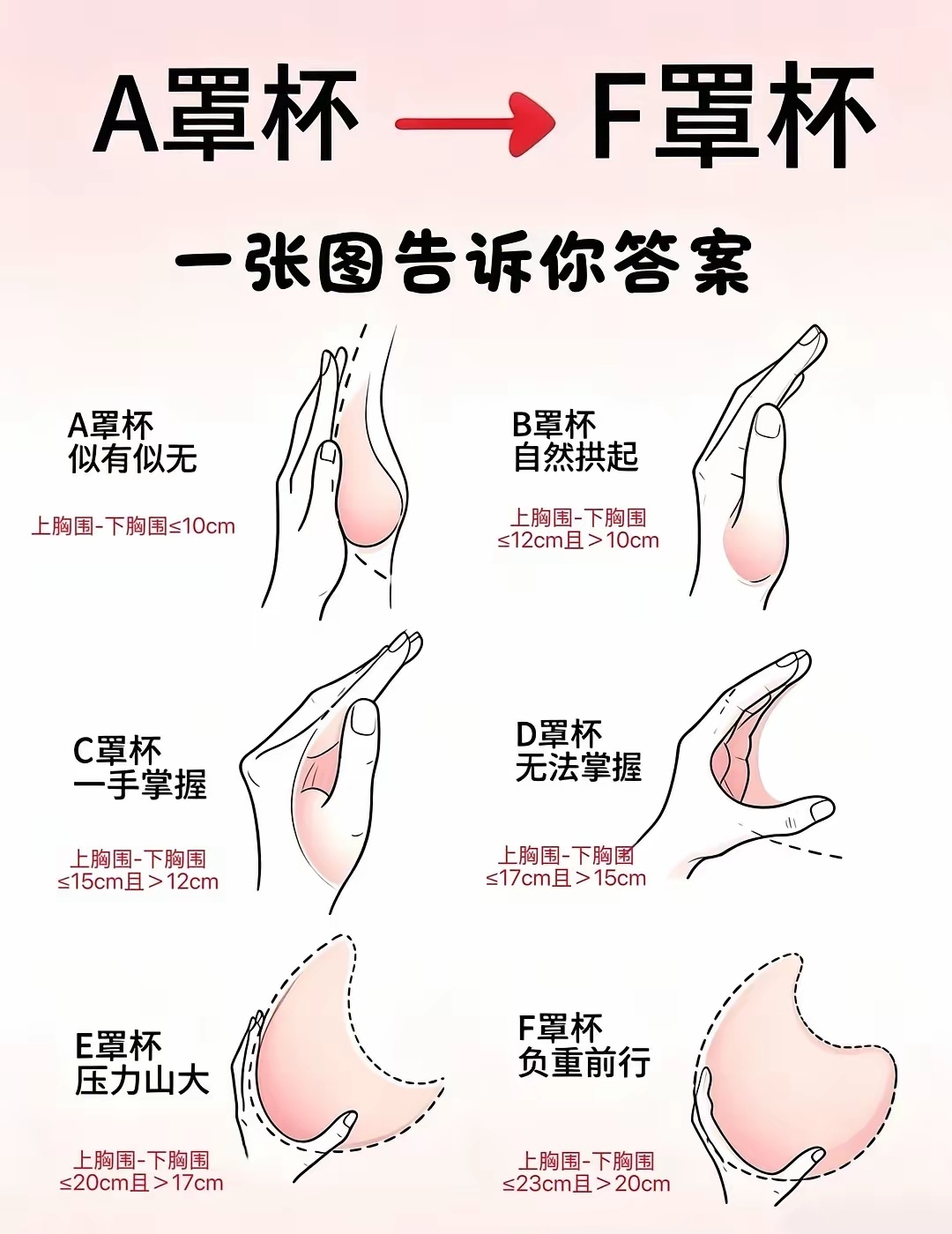 罩杯 ​​​