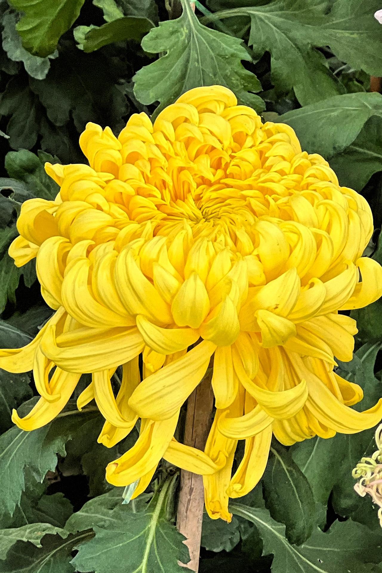 【原创】冬日赏菊：金菊盛开映阁楼，清香满屋入诗中。