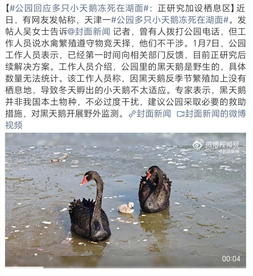 公园多只小天鹅冻死在湖面听专家的话 啥都要噶让专家去冰冻的湖里走10小时 