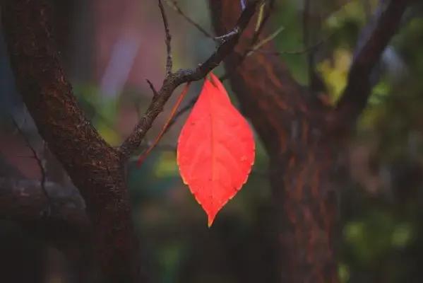 秋红

秋的慢煮把枫叶炖红
草黄不再是那种零零星星
霜聚冰凌  秋要留下该有的颜