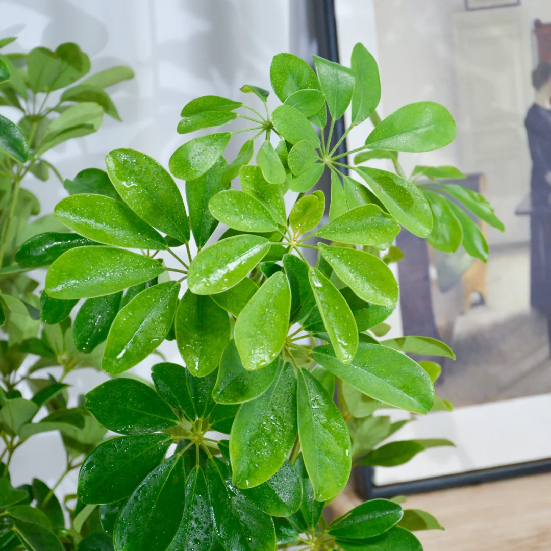 🌿鸭脚木养护秘籍，轻松拥有茂盛小森林