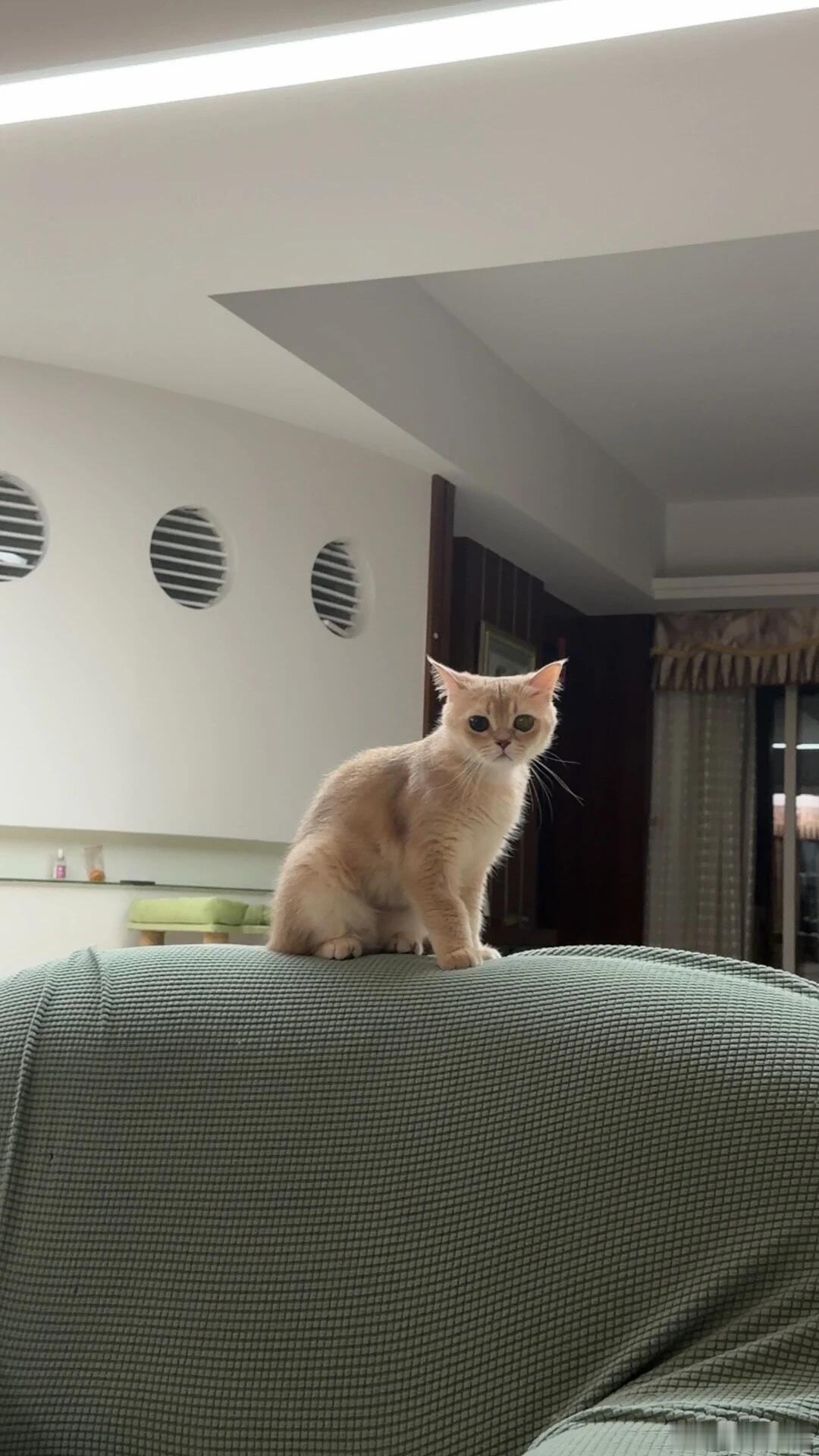 邦邦近照：一只眼睛疑似失明，极度消瘦 