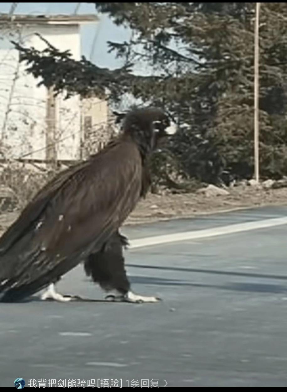 “神雕侠侣果然没骗人！”吉林珲春，一女子开车时突然看到前面有个黑乎乎的大鸟，停车