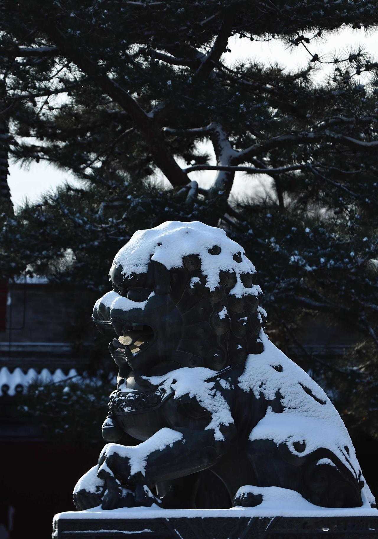 北京的第二场雪又来了。
从昨晚开始，小雪悄悄落下，到了后半夜慢慢转成中雪，一夜之
