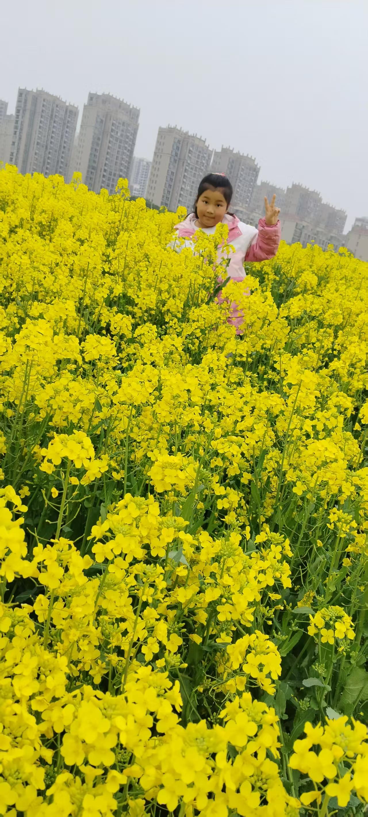 油菜花 油菜花 油菜花田错 陈氏家族 砀山 砀山梨 砀山酥梨