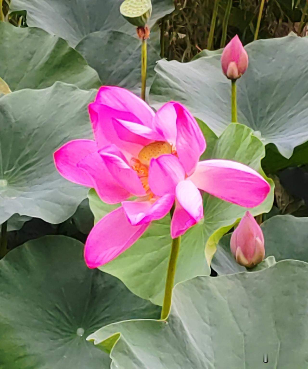 浅夏麦黄夜渐长，丝丝凉风吹过窗。
梦里犹记当年笑，赏尽芙蕖满池塘。
明月又缺光阴