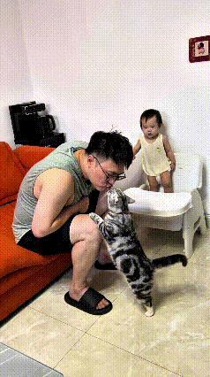 这个视频我看了好几遍，这只小猫咪真是个小吃醋鬼，可爱得不行。
恁看，主人正陪着小