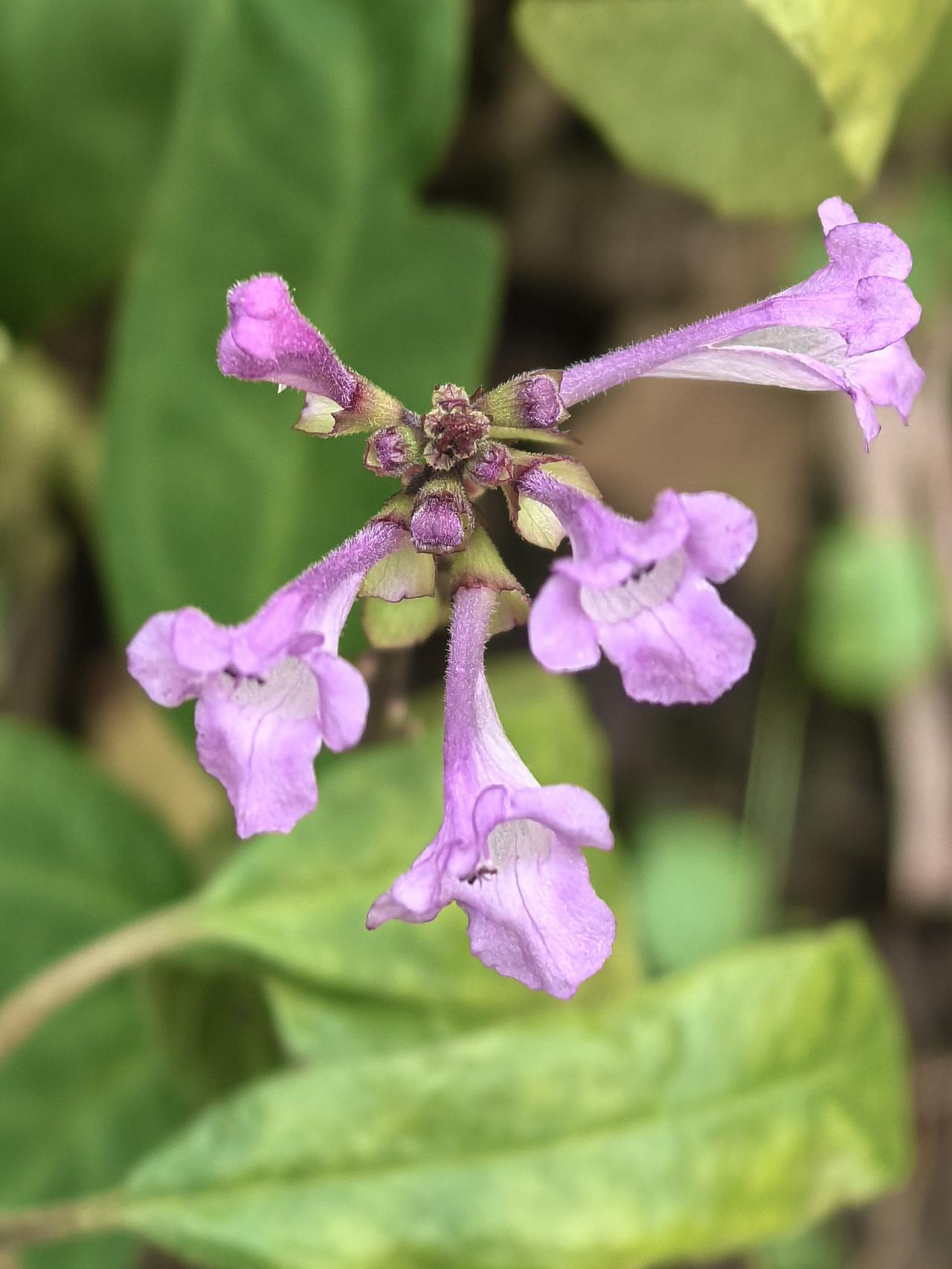 保亭花，充满传奇故事的“植物活化石”。‌‌
在华南国家植物园的奇异植物室，我拍到