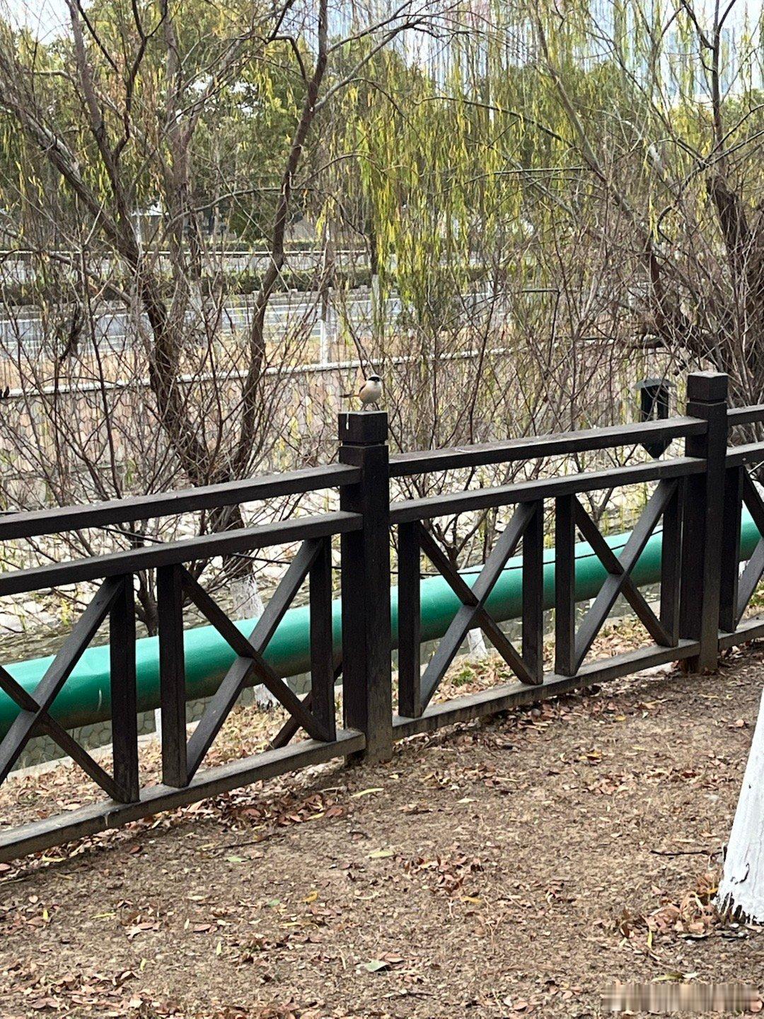 今日遛狗收获，跟一个胖胖的伯劳打了个招呼，顺便捡了根雪松树枝回家