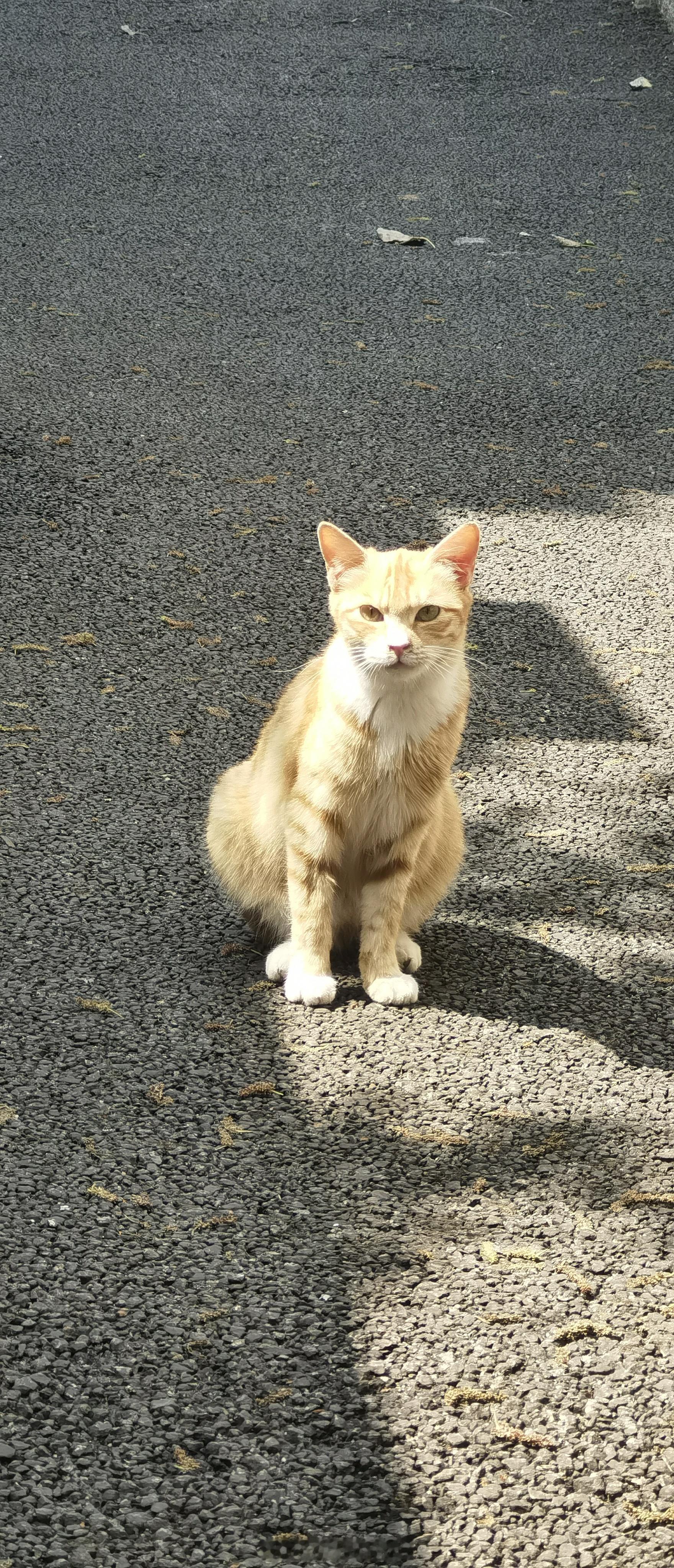 岛上的小野猫好多…… ​​​