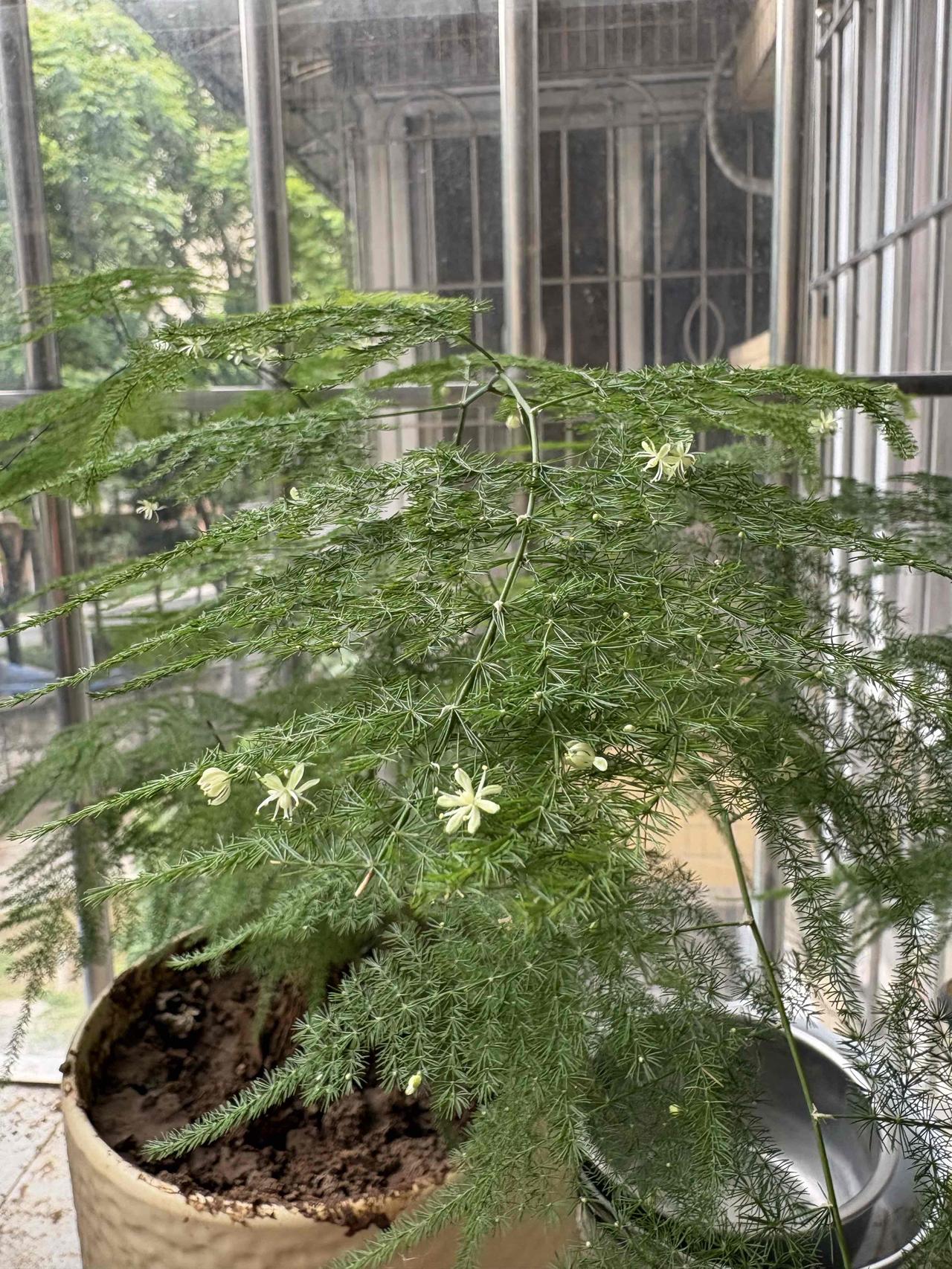 种了那么多年云松，还是第一次看到开花的[捂脸][捂脸]

白色的小花，没有香气，