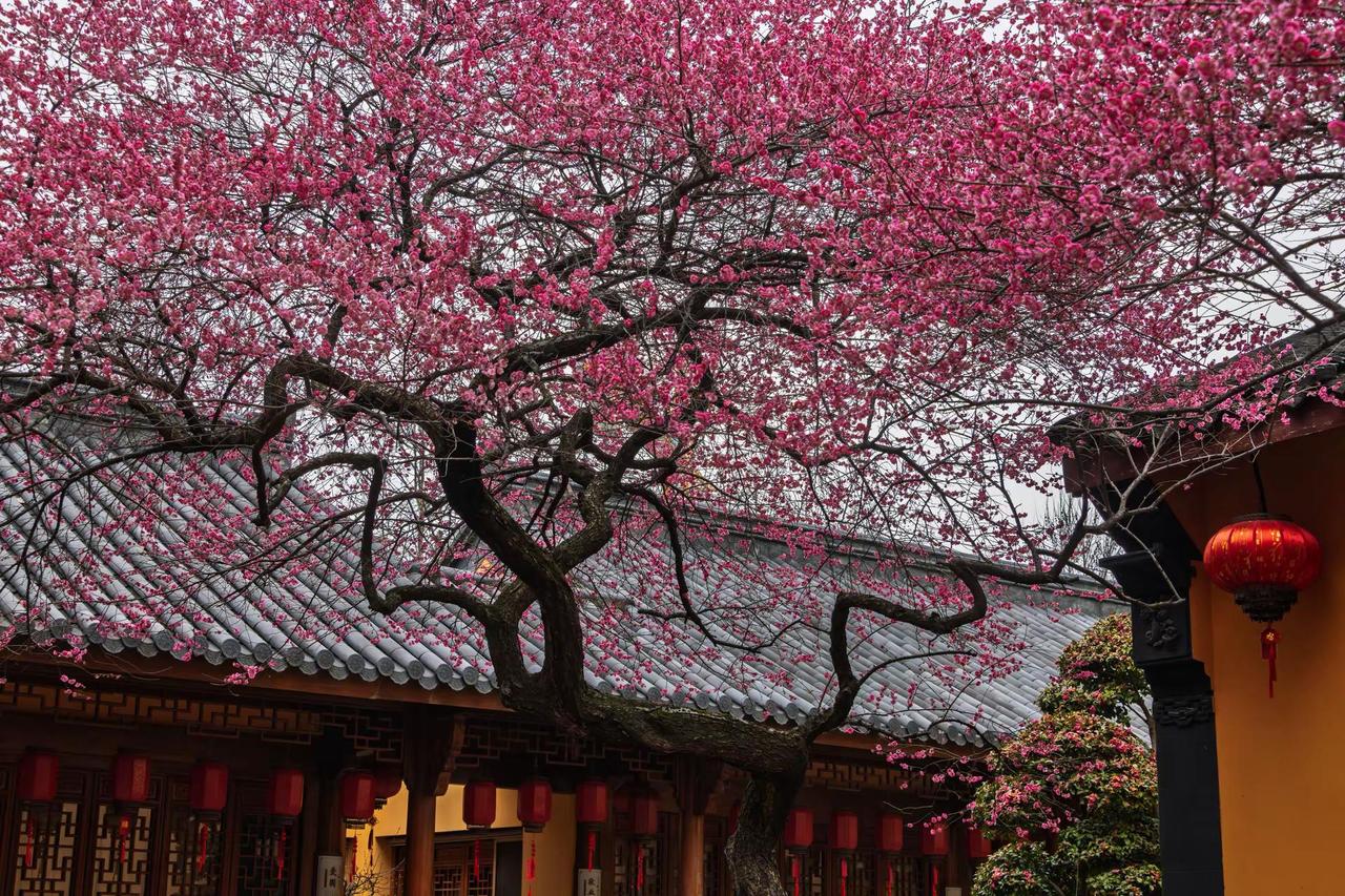 湖州铁佛寺梅花。湖州铁佛寺梅花