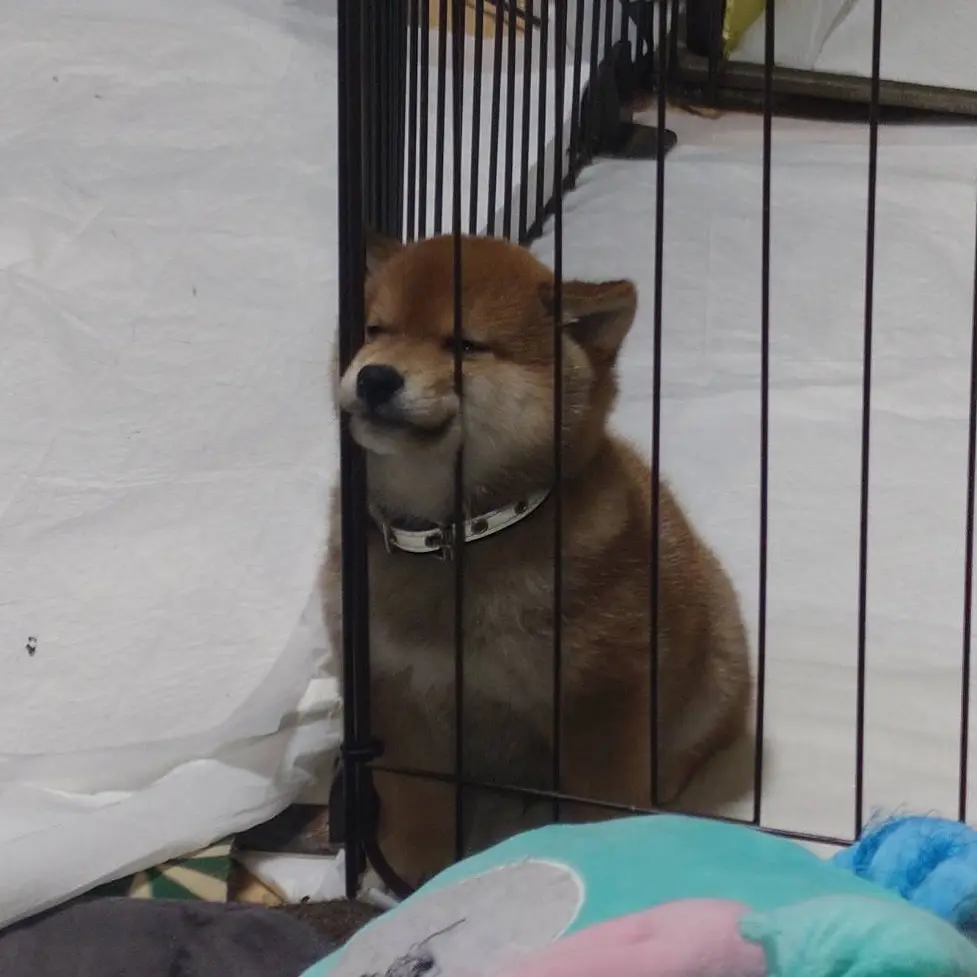 萌宠 爱了爱了 萌宠推荐官 柴犬的迷惑行为大赏 柴犬宝宝