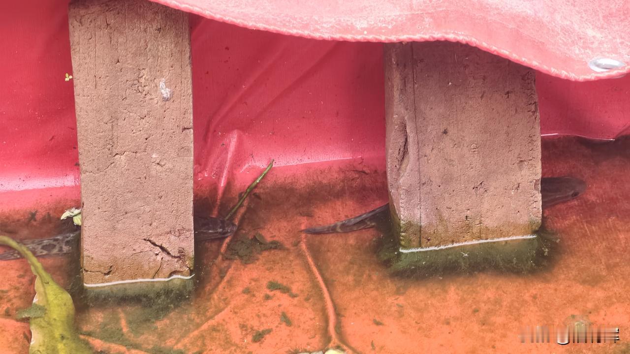 终于下雨了，之前看到天气预报说三天后下两雨就出去溜达三天，回家后发现滴雨都没有。