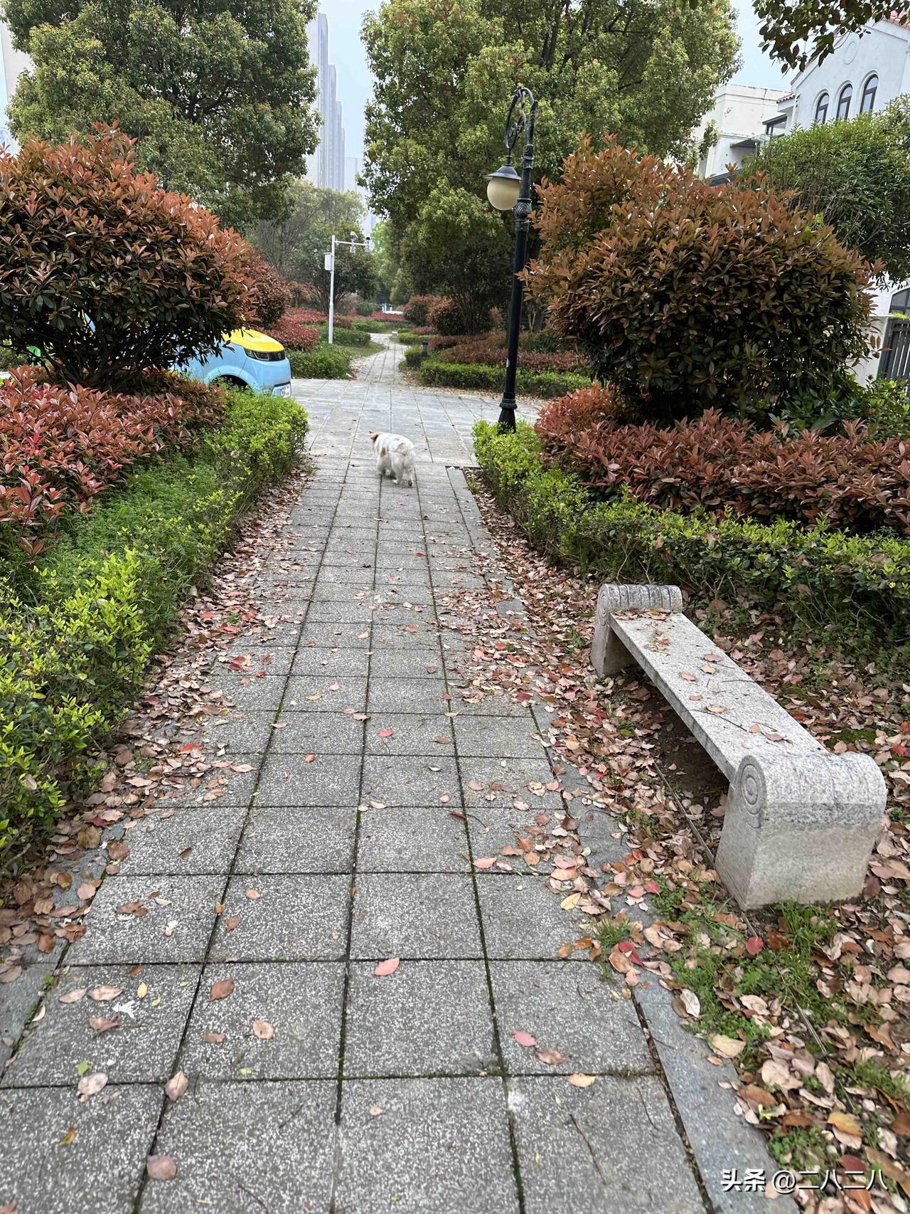 小狗今年18岁，训练营最后一篇。

最后一周的十篇文章都是写我家的小狗，它已经1