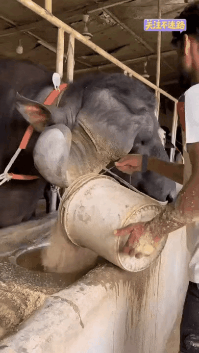 这是哪里的牛呢？在我们这里好像没有这样的品种，这牛长的很特殊，看着也非常的漂亮，
