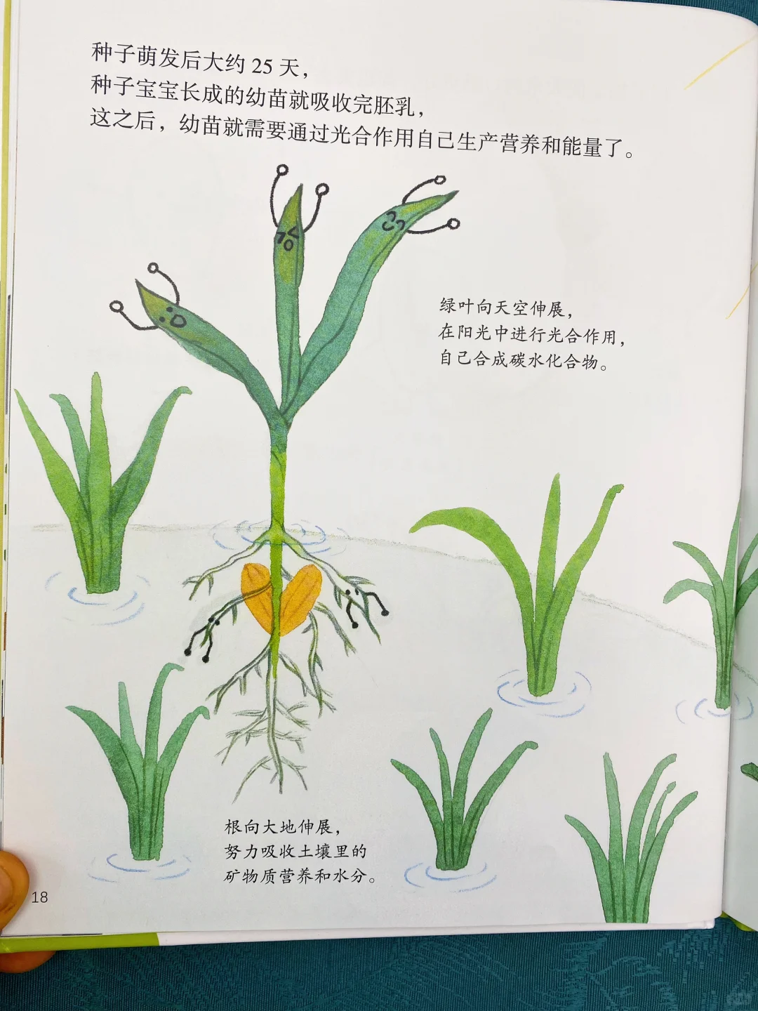 太涨知识了👍了解常见农作物的前世今生！