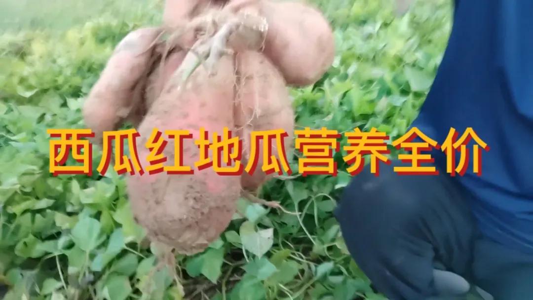 #秋日生活打卡季#四月下旬种植的地瓜即将成熟，西瓜红地瓜是一种颇受欢迎的地瓜品种