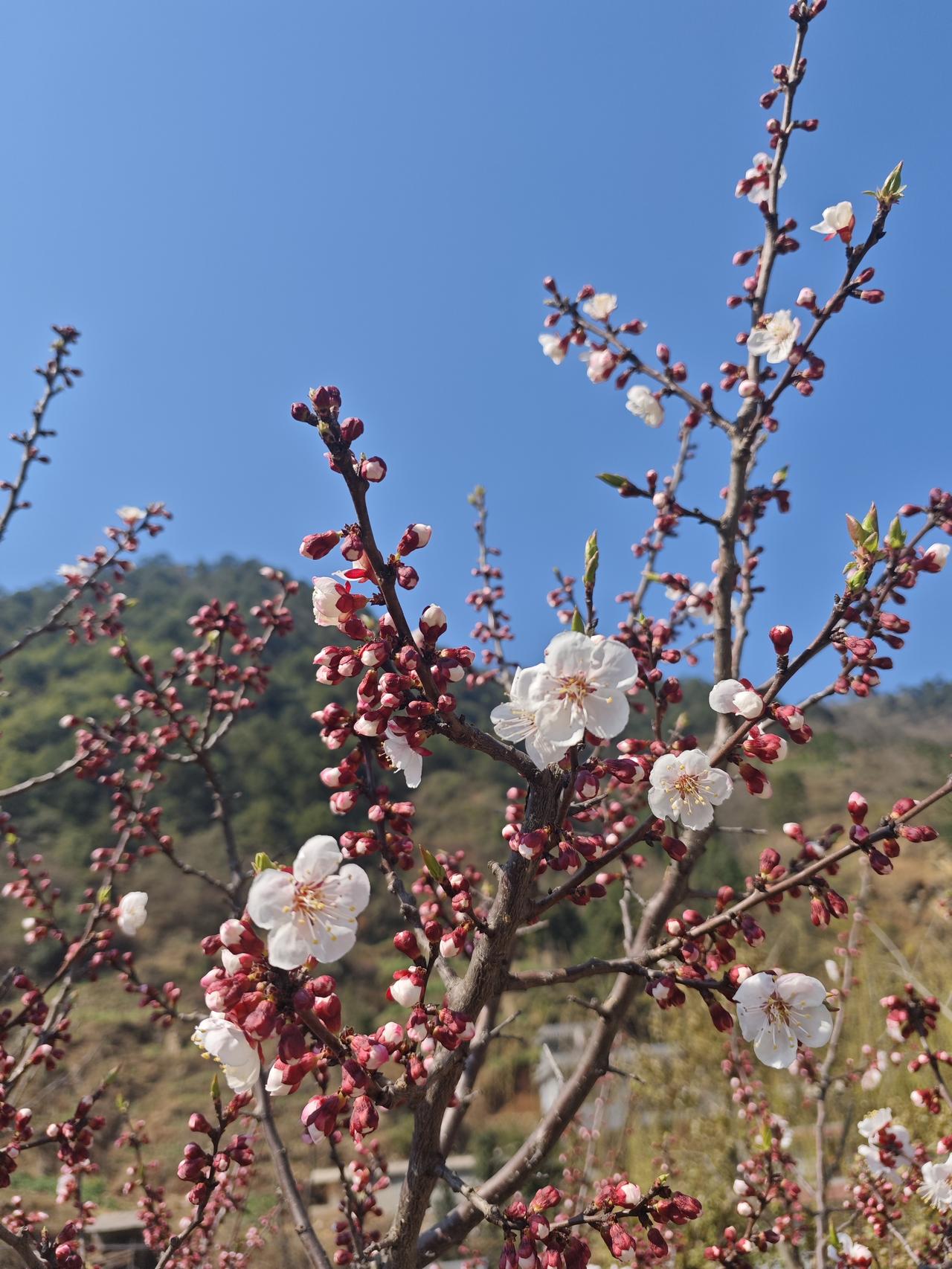 家里的杏子树开花了，粉色的花儿，过段时间，附近山上的各种野花都会开放，把山都染成