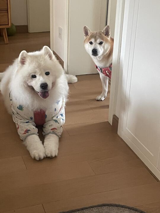 妈妈，你又要一个人去打猎了吗