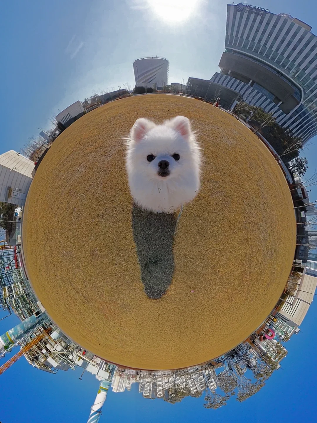 小狗告诉我地球是圆的🌍