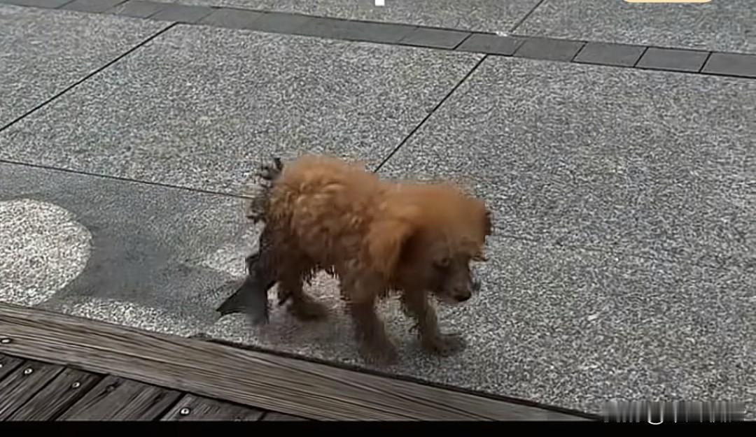 主人将小泰迪从车上弄下后便不再理会，泰迪在后面一路疯狂追去，一口气追了二十华里。