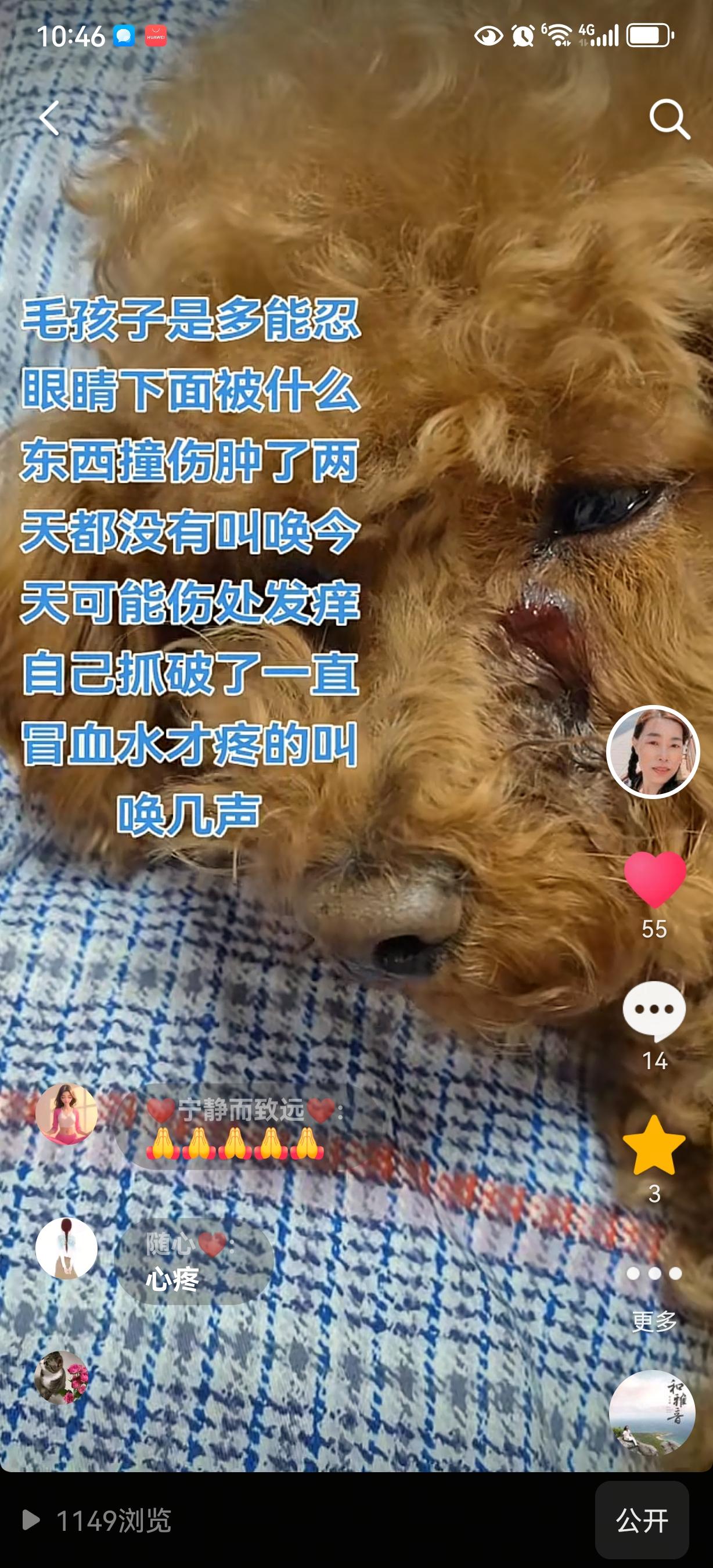 我的狗狗是只老年病狗了。后悔死了，如果我知道狗狗回不了家，我不会带他去...