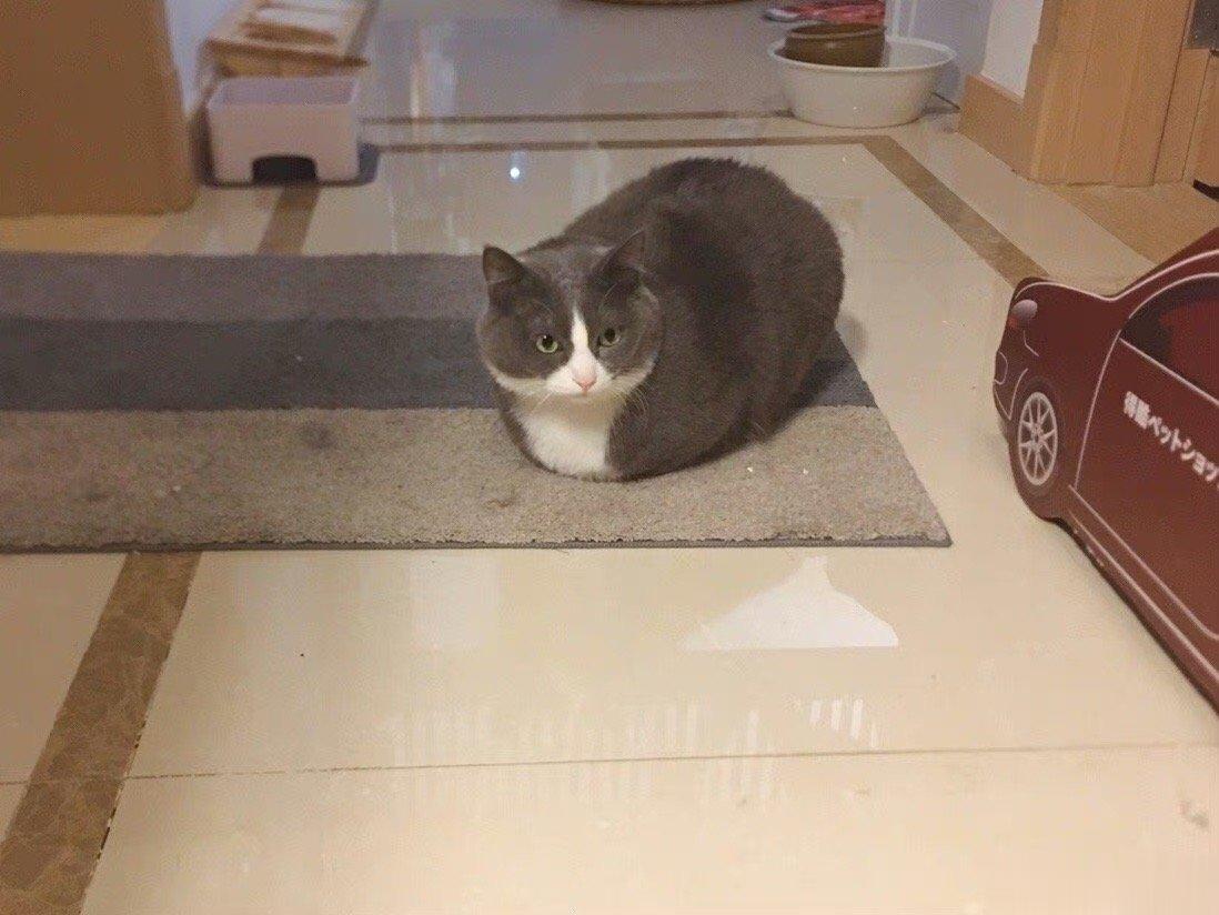 #英文里猫猫这个动作真的叫面包#猫猫方包 ​​​