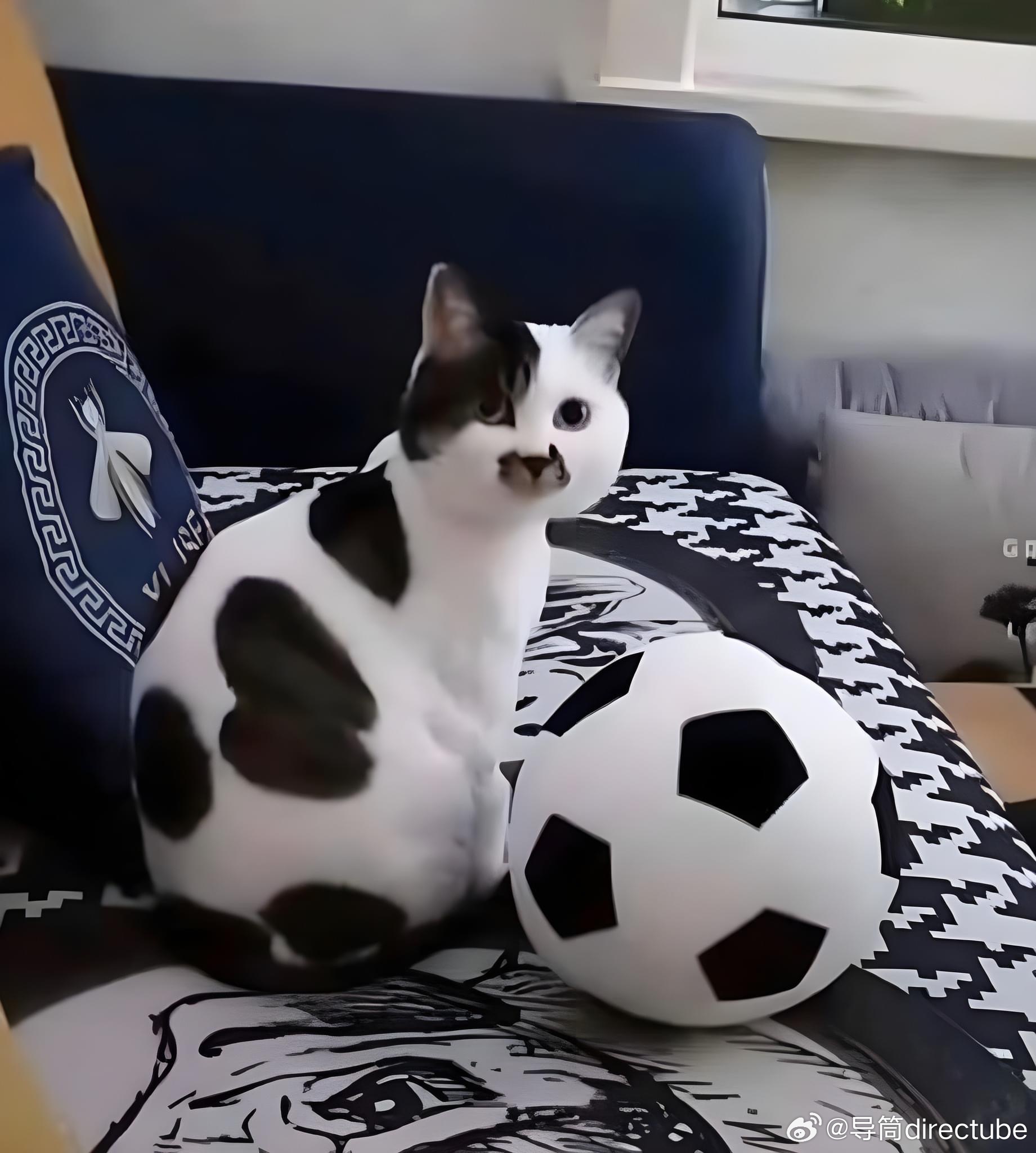 猫宁 
