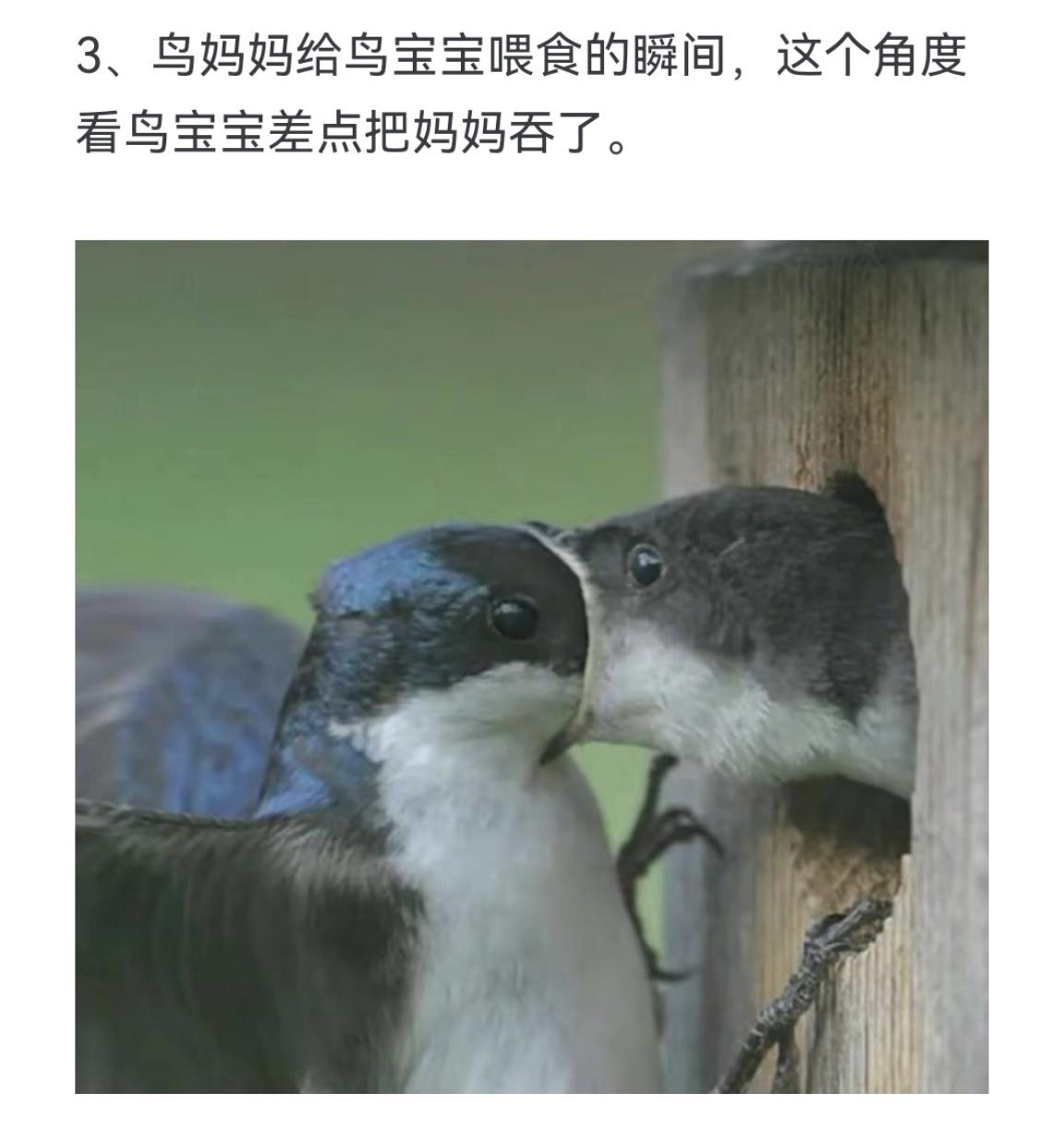 鸟妈妈给鸟宝宝喂食的瞬间，这个角度看鸟宝宝差点把妈妈吞了。