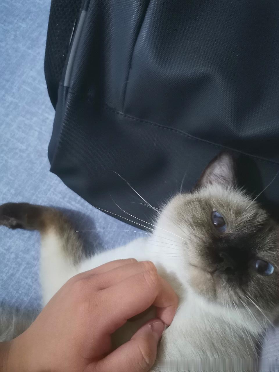 3977只黑脸给咪吐槽事情，咪听不懂，咪只觉得被摸很舒服。 