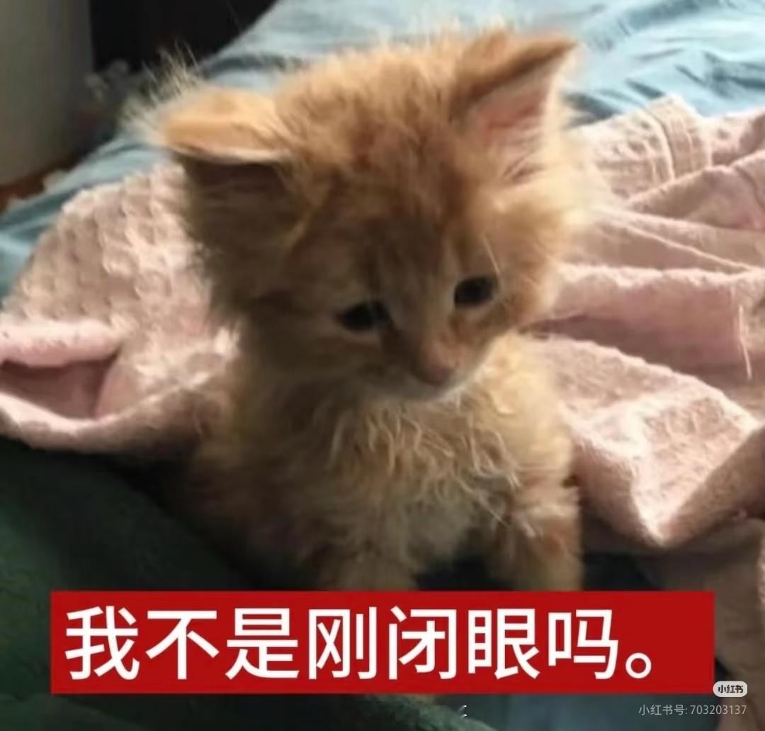我刚睁眼…我今天一共睡了十五个小时