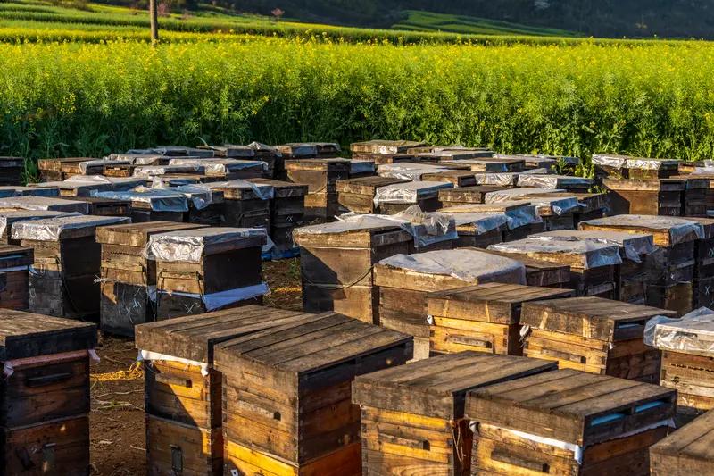 央视曝光的6666元包教包会养杀人蜂这事，太吓人了！云南黄氏蜂业有限公司，收66