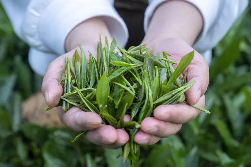 同样一款茶，为什么价格能差10倍？

朋友送过我一份包装精美的金骏眉。金灿灿的盒