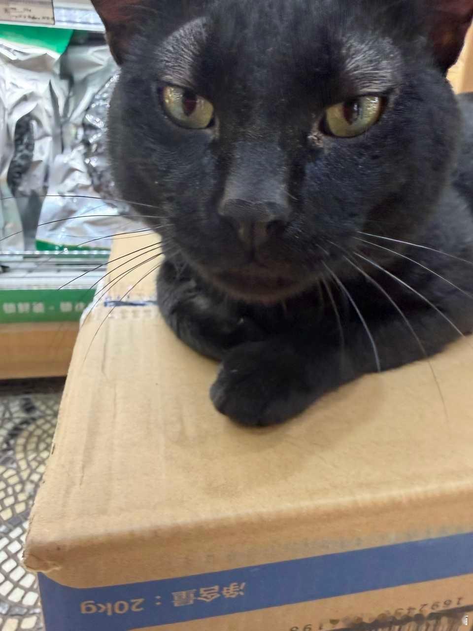 49148【丑猫】超级大丑猫！ 