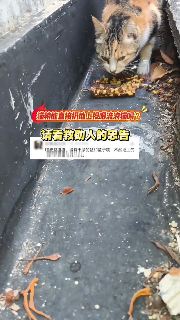 猫粮能直接扔地上投喂流浪猫吗？请看救助人的忠告。
喂流浪猫猫得有干净的盆和盒子喂
